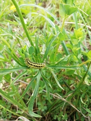 Zygaena filipendulae