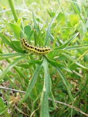 Zygaena filipendulae