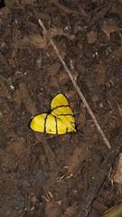 Chrysauge catenulata