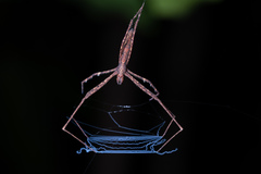 Menneus neocaledonicus