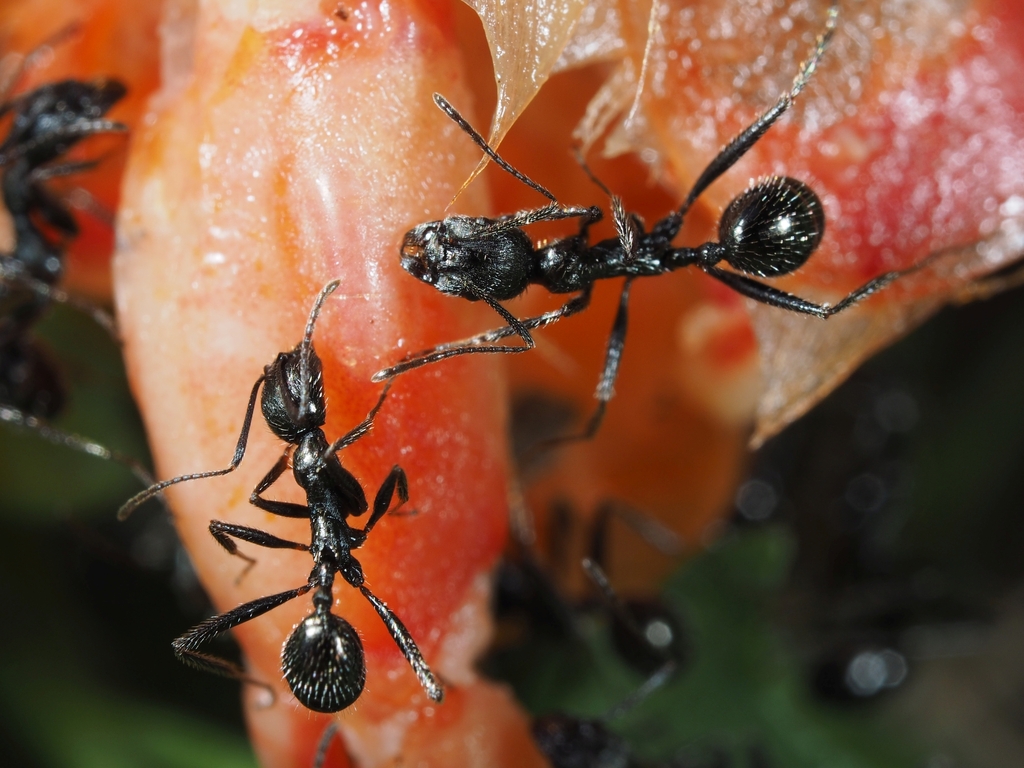 Aphaenogaster semipolita