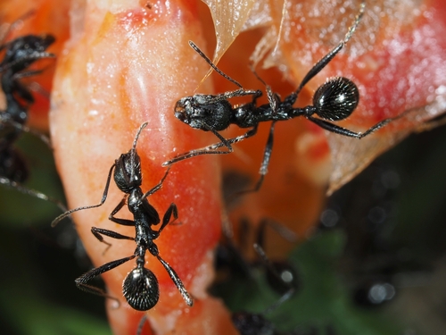 Aphaenogaster semipolita