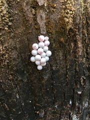 Pomacea paludosa image