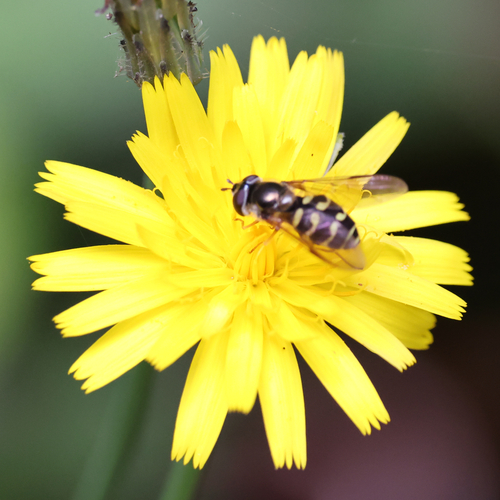 Confusing Conifer Fly photo 4