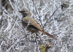 Artemisiospiza belli clementeae