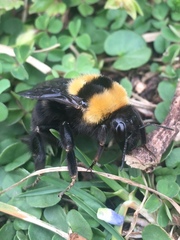 Bombus argillaceus