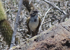 Artemisiospiza belli clementeae