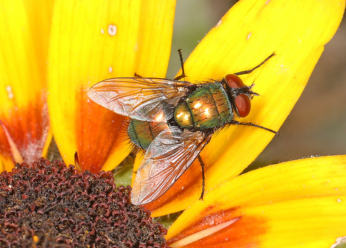 Common green bottle fly