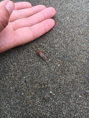 Pacificanthia consors