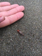 Pacificanthia consors