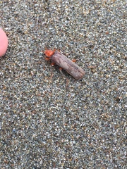 Pacificanthia consors