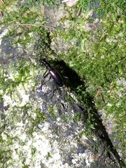 Ctenostoma