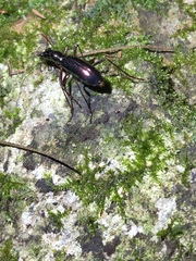 Ctenostoma
