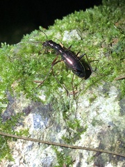 Ctenostoma