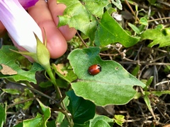 Chelymorpha cribraria