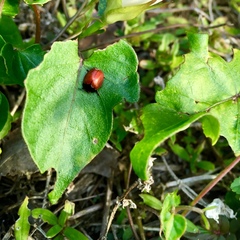 Chelymorpha cribraria