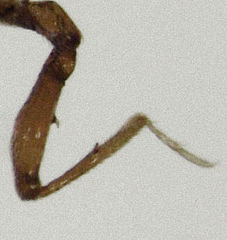 Gerallus punctipennis