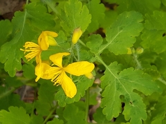 Chelidonium majus