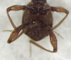 Gerallus punctipennis