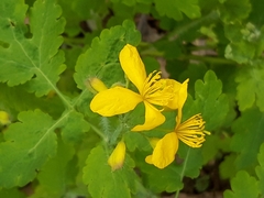 Chelidonium majus