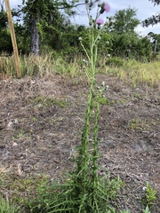 Cirsium nuttalii image