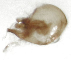 Gerallus punctipennis