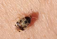 Deraeocoris fenestratus
