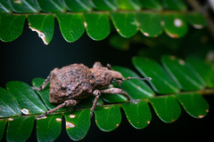 Hellerius conflictus