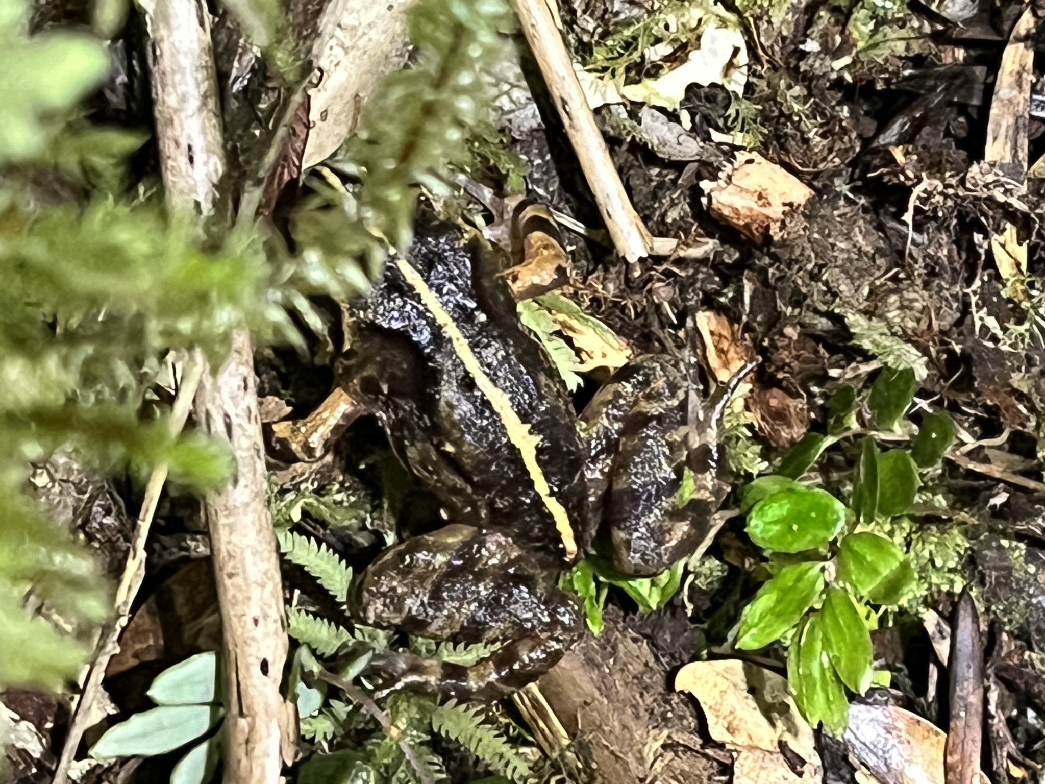 Eupsophus emiliopugini Formas, 1989
