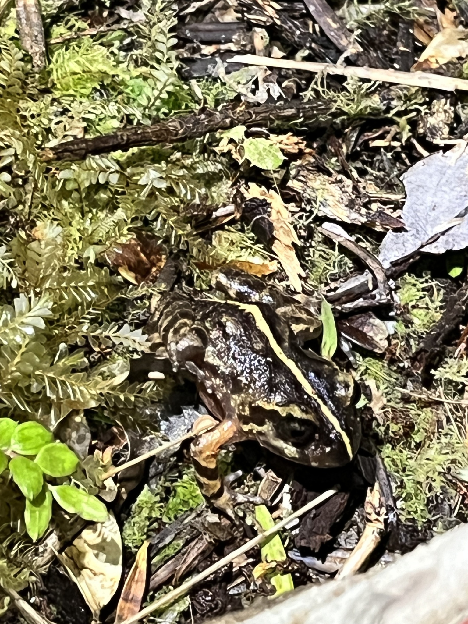 Eupsophus emiliopugini Formas, 1989