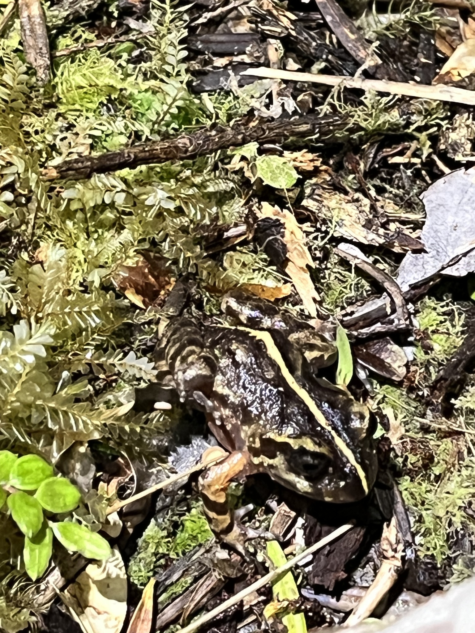 Eupsophus emiliopugini Formas, 1989