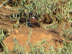 Emberiza flaviventris