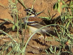Emberiza flaviventris
