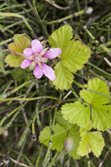 Rubus arcticus acaulis