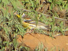 Emberiza flaviventris