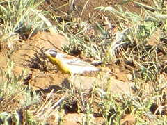 Emberiza flaviventris