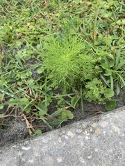 Eupatorium leptophyllum