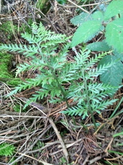 Asplenium appendiculatum appendiculatum