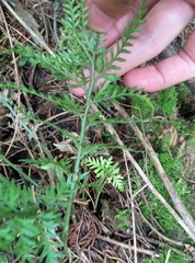 Asplenium appendiculatum appendiculatum