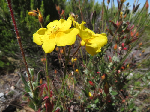 Image of Cistus ocymoides by (c) Milan Chytrý, some rights reserved (CC BY)
