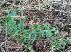 Asplenium appendiculatum appendiculatum