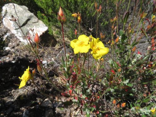 Image of Cistus ocymoides by (c) Milan Chytrý, some rights reserved (CC BY)