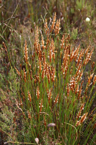 Pagoda Goldreed (Elegia spathacea)