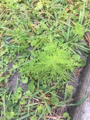 Eupatorium leptophyllum