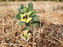 Physalis orizabae