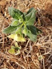Physalis orizabae