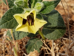 Physalis orizabae