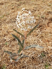 Asclepias glaucescens