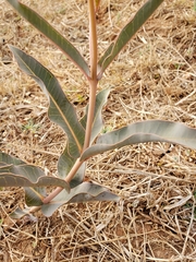 Asclepias glaucescens