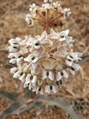 Asclepias glaucescens